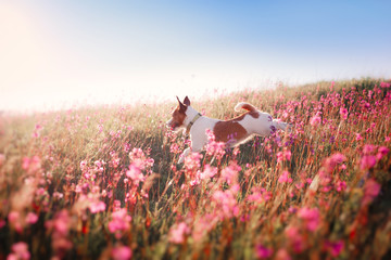 Dog in flowers Jack Russell Terrier © Anna Averianova