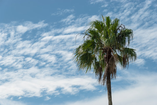 Aerial view palm tree with green leaves against blue sky. Tropical palm plant, white clouds, azur background on sunny day in summer