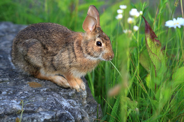 Naklejka na ściany i meble Cottontail Rabbit sitting on rock early morning light