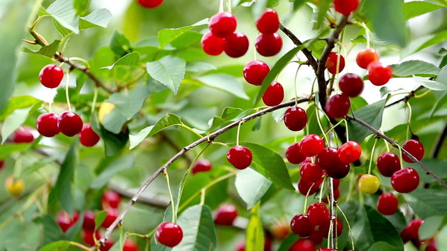 Cherry Tree Full Of Red Cherries