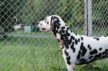 Dalmatian dog