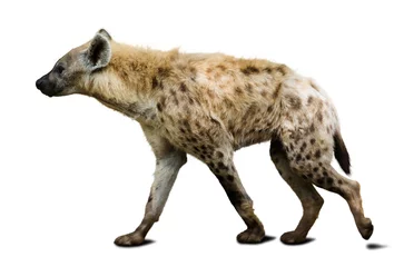 Gordijnen Gevlekte hyena © JackF