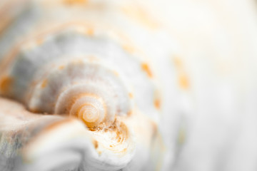 Natural spa elements - seashell with starshell