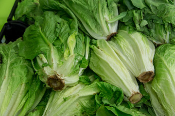 lettuce group from marketplace