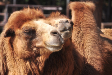 Bactrian Camel
