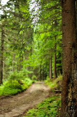  forest with fir trees