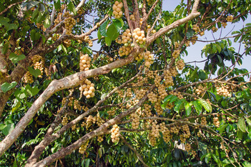 Longkong fruit or Lansium parasiticum is tropical fruit of Thail