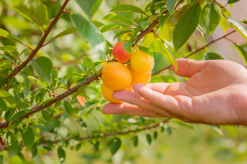 hand picking yellow plum in a garden