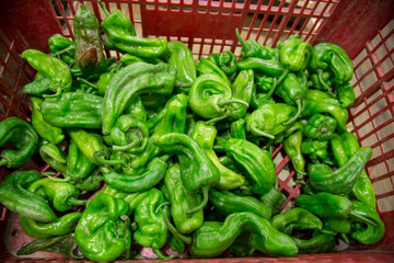 green pepper group