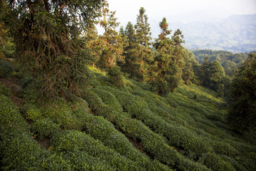 Fototapeta na wymiar 蒙頂山の茶畑