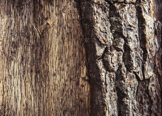 Old wood texture - oak tree
