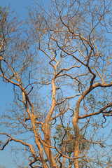 dry tree