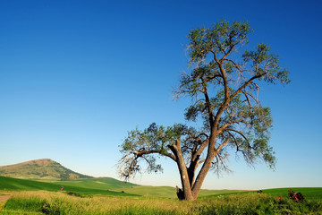 A lone tree with hills in background at Palouse area,  Washington, united states.