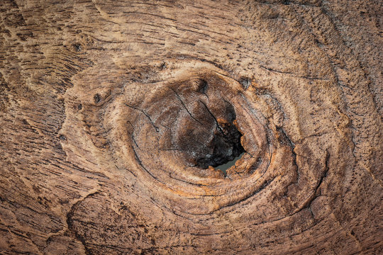 Knar and old wood texture
