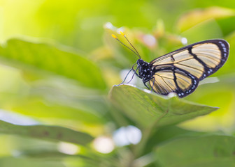 Nice looking Butterfly