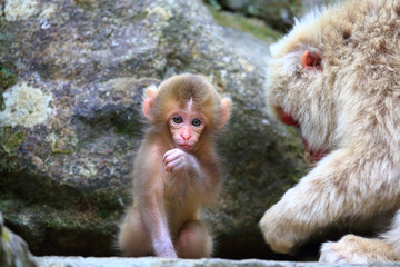 ニホンザルの親子　かわいい猿の赤ちゃん