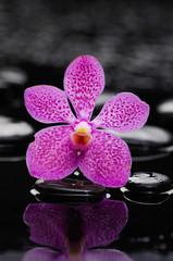 beautiful pink orchid with therapy stones 