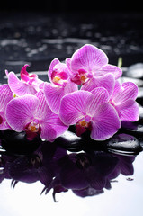 Fototapeta na wymiar Set of branch pink orchid with therapy stones 
