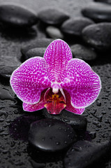 Fototapeta na wymiar beautiful orchid with therapy stones 