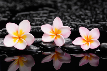 Three frangipani with black wet stones