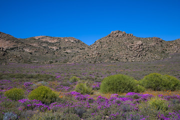 グーキャップ自然保護区