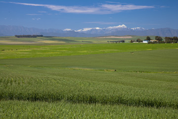 南アフリカの農業地帯