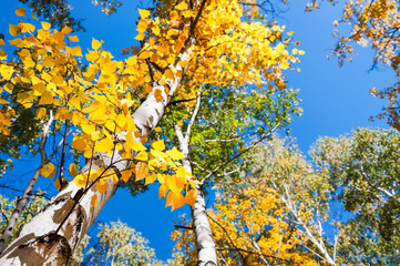Birch trees with yellow leaves in autumn forest against the blue