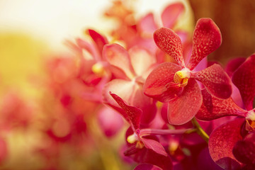 Beautiful Purple orchid flower tree