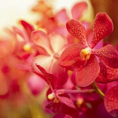 Obraz na płótnie Canvas Beautiful Purple orchid flower tree