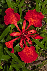 Peacock flower / Peacock flower on green grass lawn