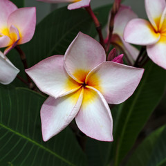 Plumeria flower / Pink plumeria flower on leaf background