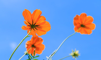 yellow flower on blue sky