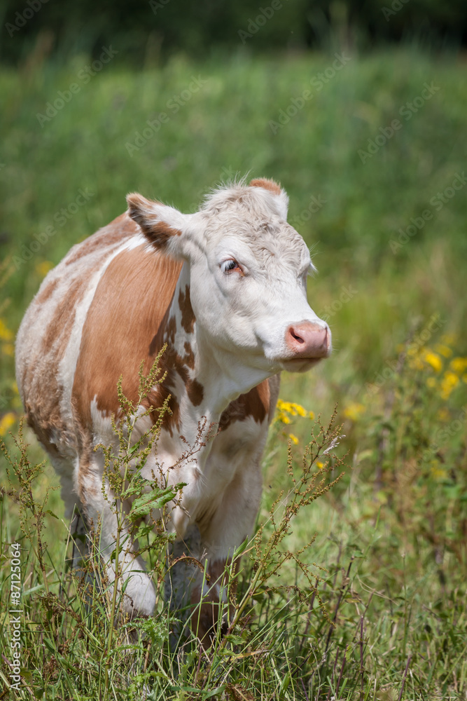 Poster upright, vertical front view photograph  of a brown and white cow walking towards the camera in a field and looking to right
