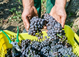 Farmers hands with freshly harvested production of black grapes