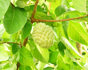 Custard apples on a tree