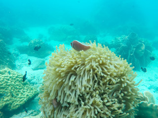 Naklejka na ściany i meble corals
