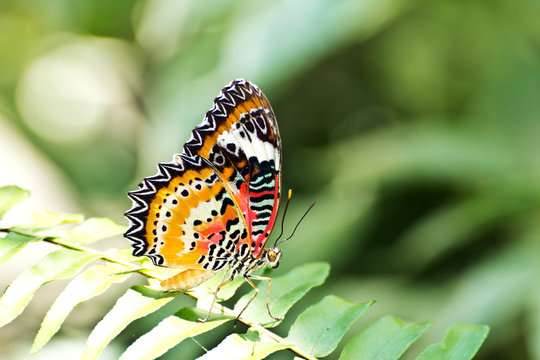 Butterflies