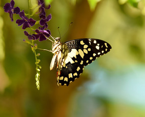 Butterfly on a flower
