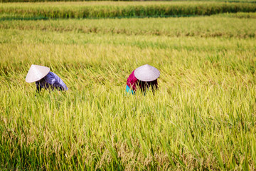 Rice fields in Vietnam