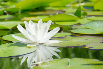 White water lily flower and leafs in a garden pond