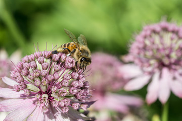 Honey bee getting nectar in an Astrantia flower