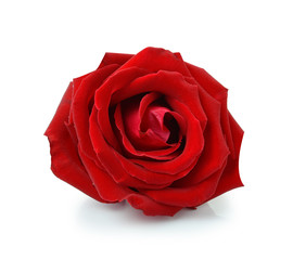 red rose isolated on white background