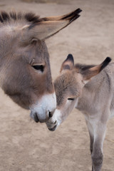 Mother and baby donkey