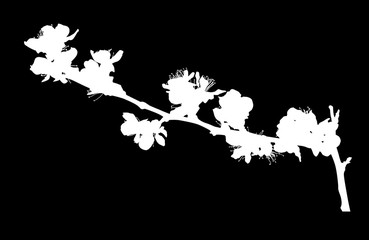 sakura single white branch silhouette with flowers