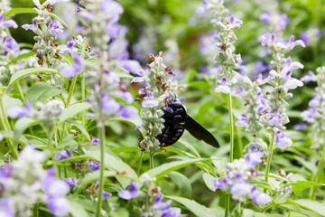 Closeup image of violet lavender flowers