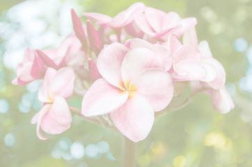 Soft background, sweet color of plumeria flowers