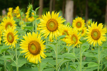 sunflowers