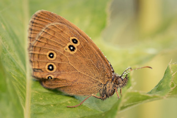 Butterfly sit on leaf. Side view. Russian nature