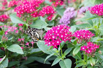 Egyptian starcluster or Starflower with Butterfly