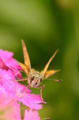 Butterfly sit on flower. Russian nature